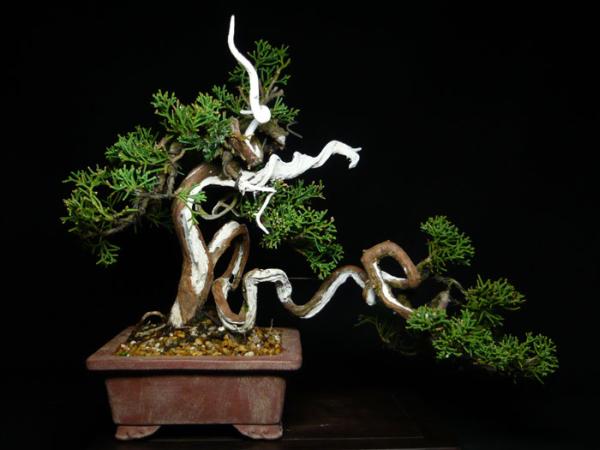 Przepiękne bonsai - 18.jpg
