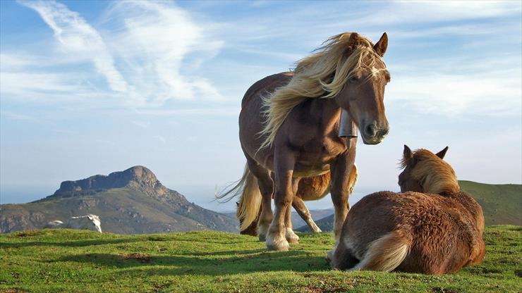 Najlepsze Tapety FullHD - two_horses_shetlandponies-1920x1080.jpg