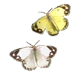 Motylki - motyle31.gif