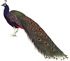 PTAKI - peeacock1.gif