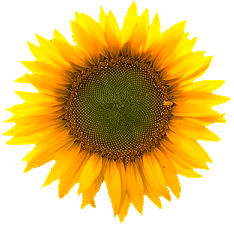 KWIATY BEZ TŁA png - Flower_Sunflower06.png