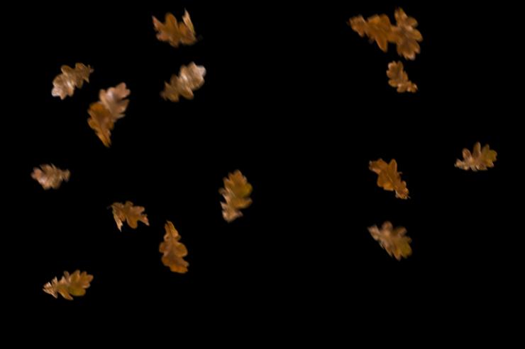 Autumn_Leaves_overlays - 20.png