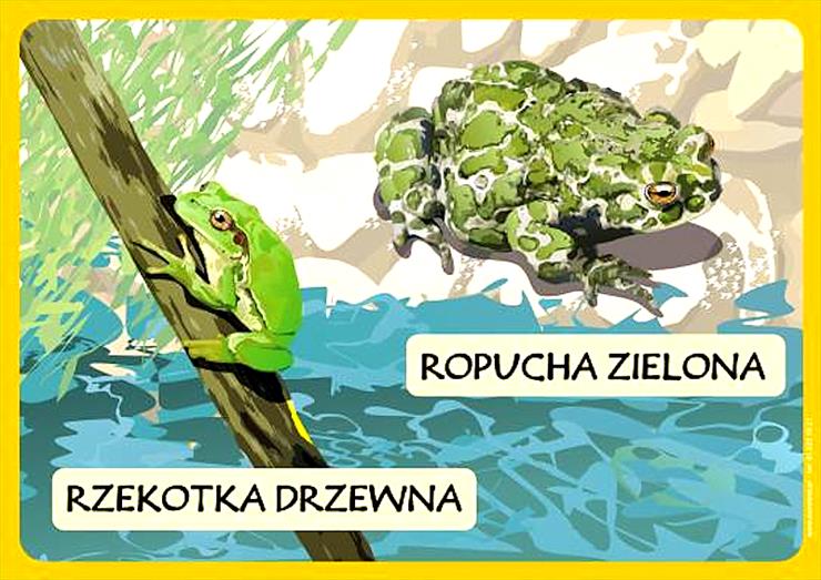Zwierzęta chronione Polski - 7.bmp