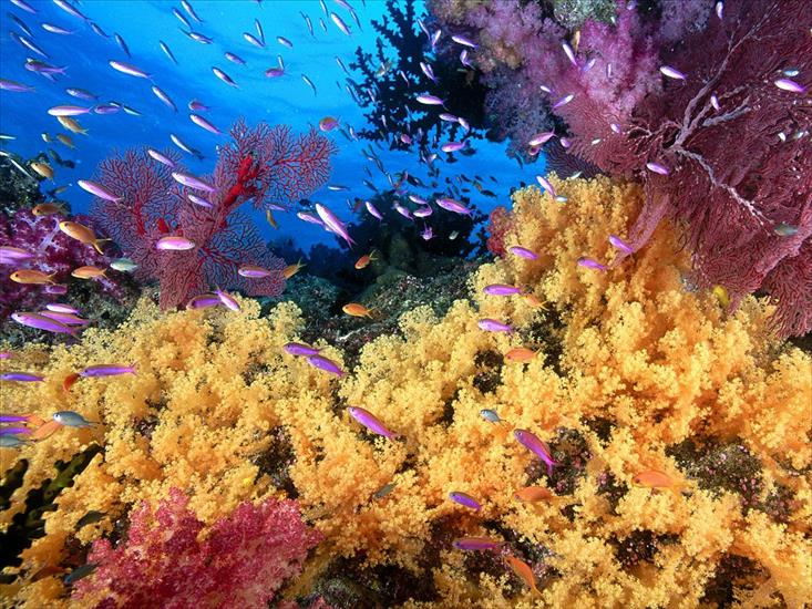 Świat oceanu - Soft Yellow Corals and Anthias Fish.jpg