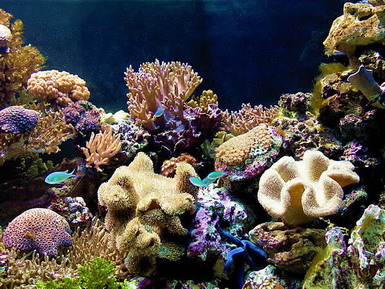 rafa koralowa -  Rafa koralowa5.jpg