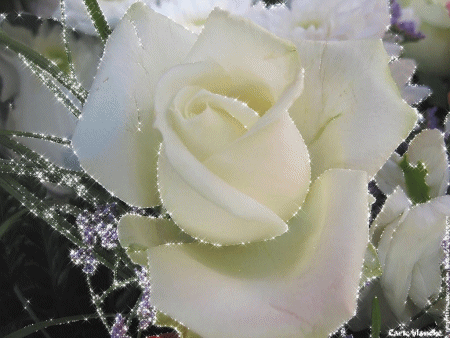 Róże GIF - Róże GIF 25.gif