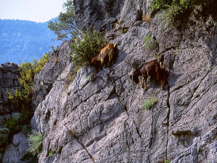 kozice - crazy-goats-on-cliffs-9.jpg