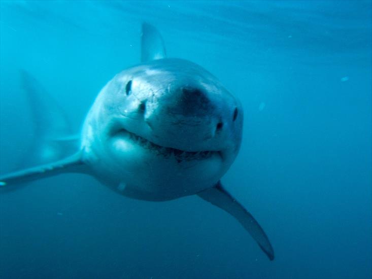Morskie - Predator, Great White Shark.jpg