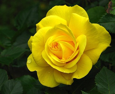 Galeria - Róża żółta.jpg
