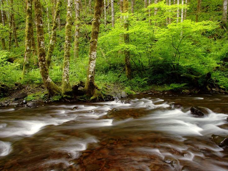 tapety krajobrazy - Gales Creek, Tillamook State Forest, Oregon.jpg